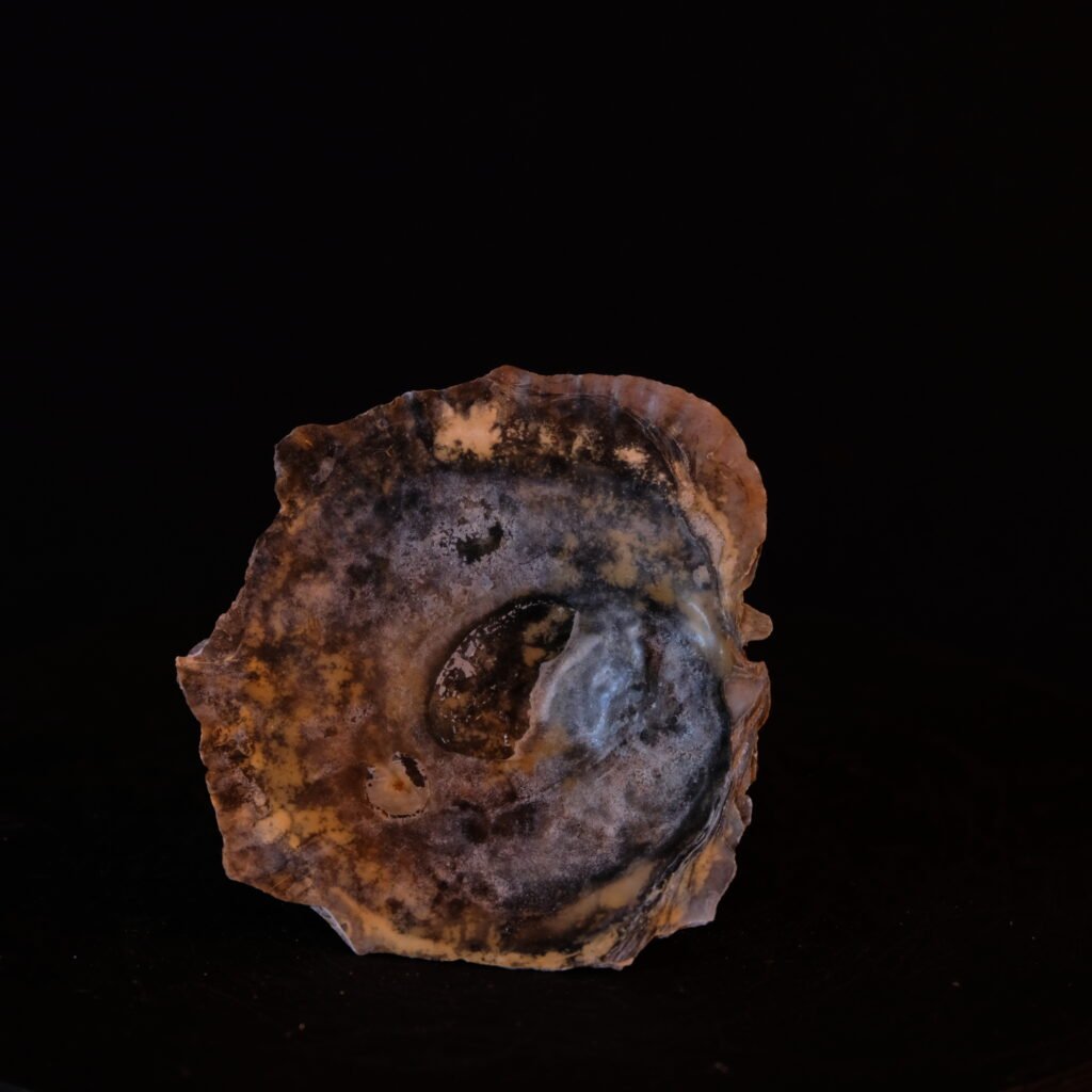 Muschelschale
