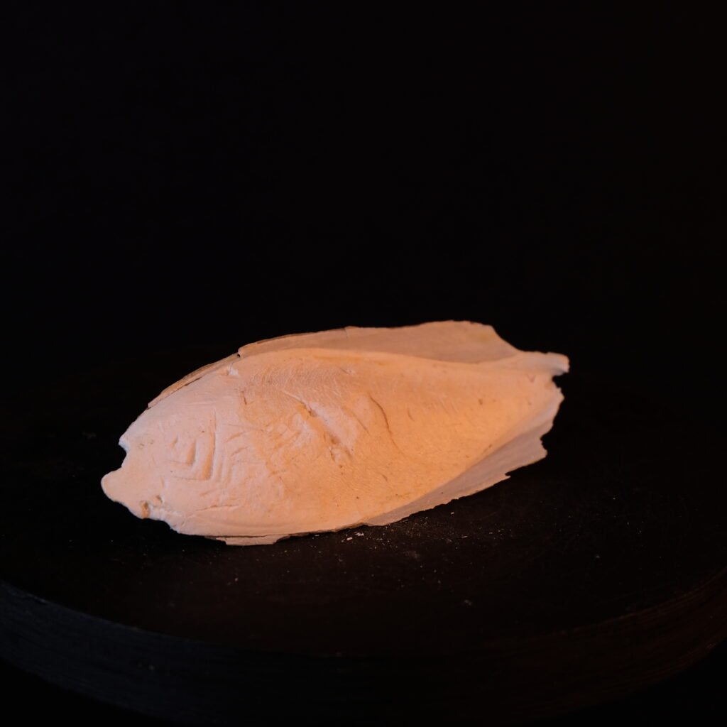 Tintenfisch-Schulp