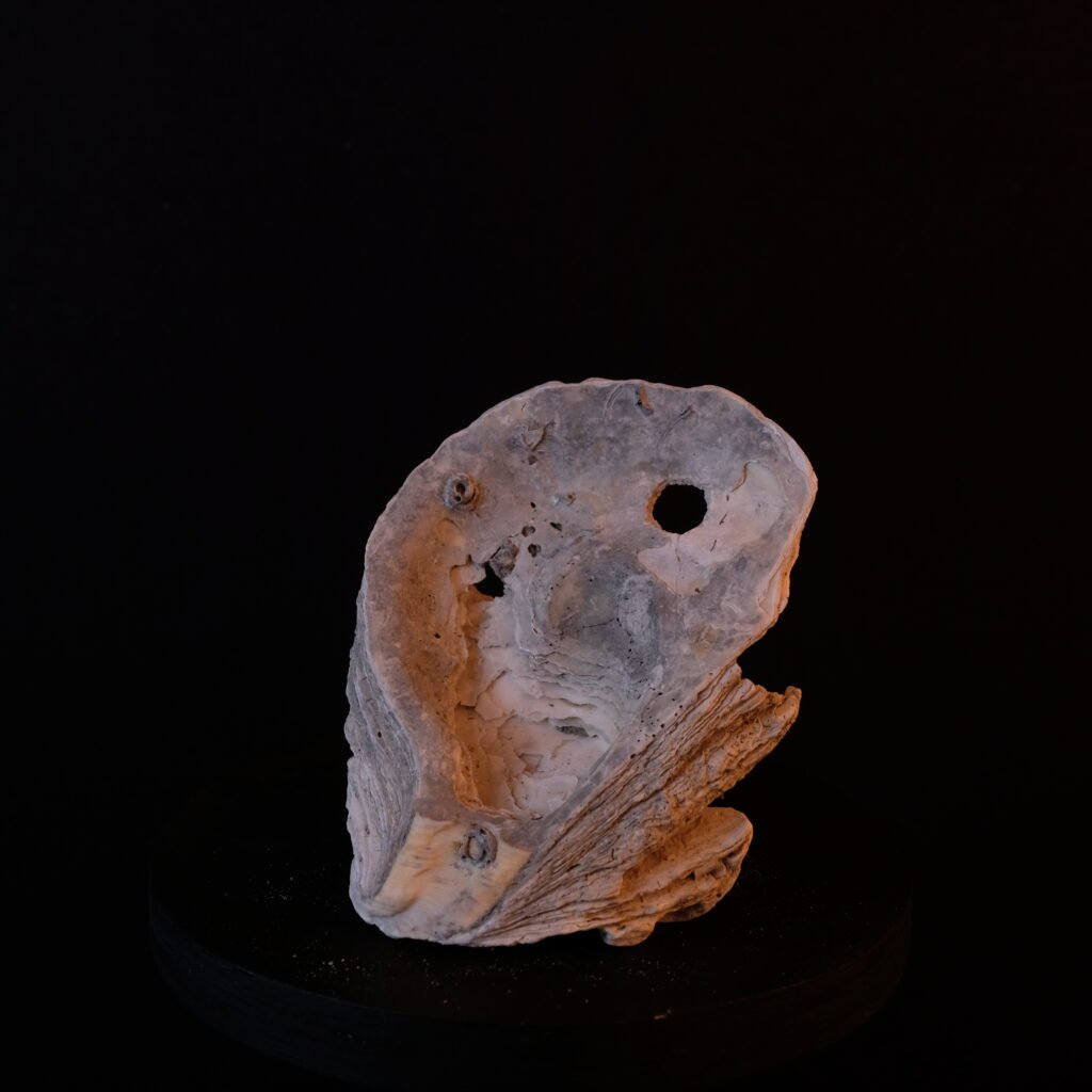 Muschelschale