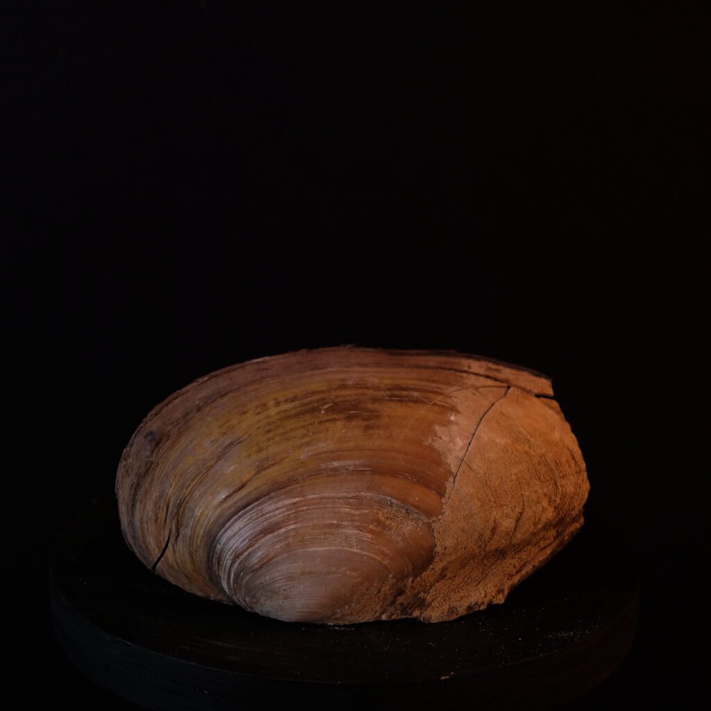 Muschelschale