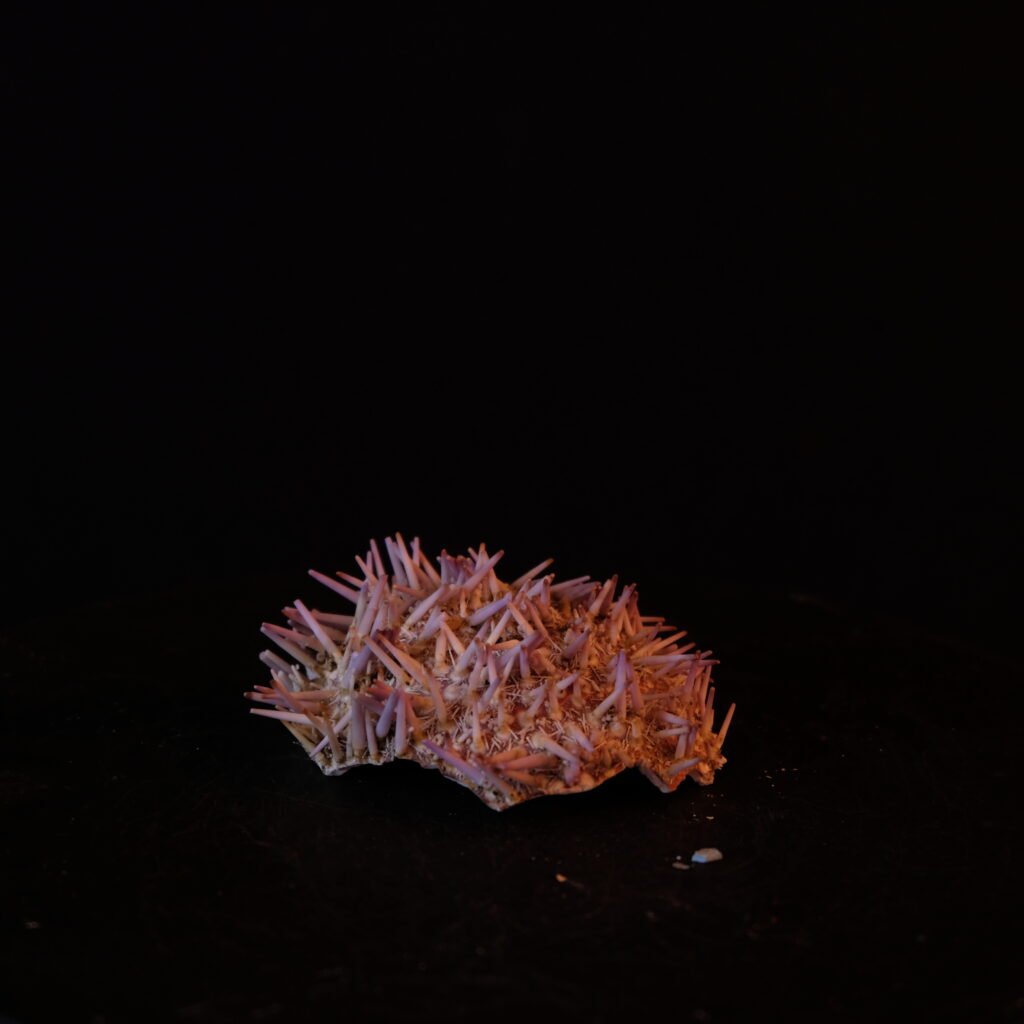 Seeigel-Gehäuse mit Stachelresten