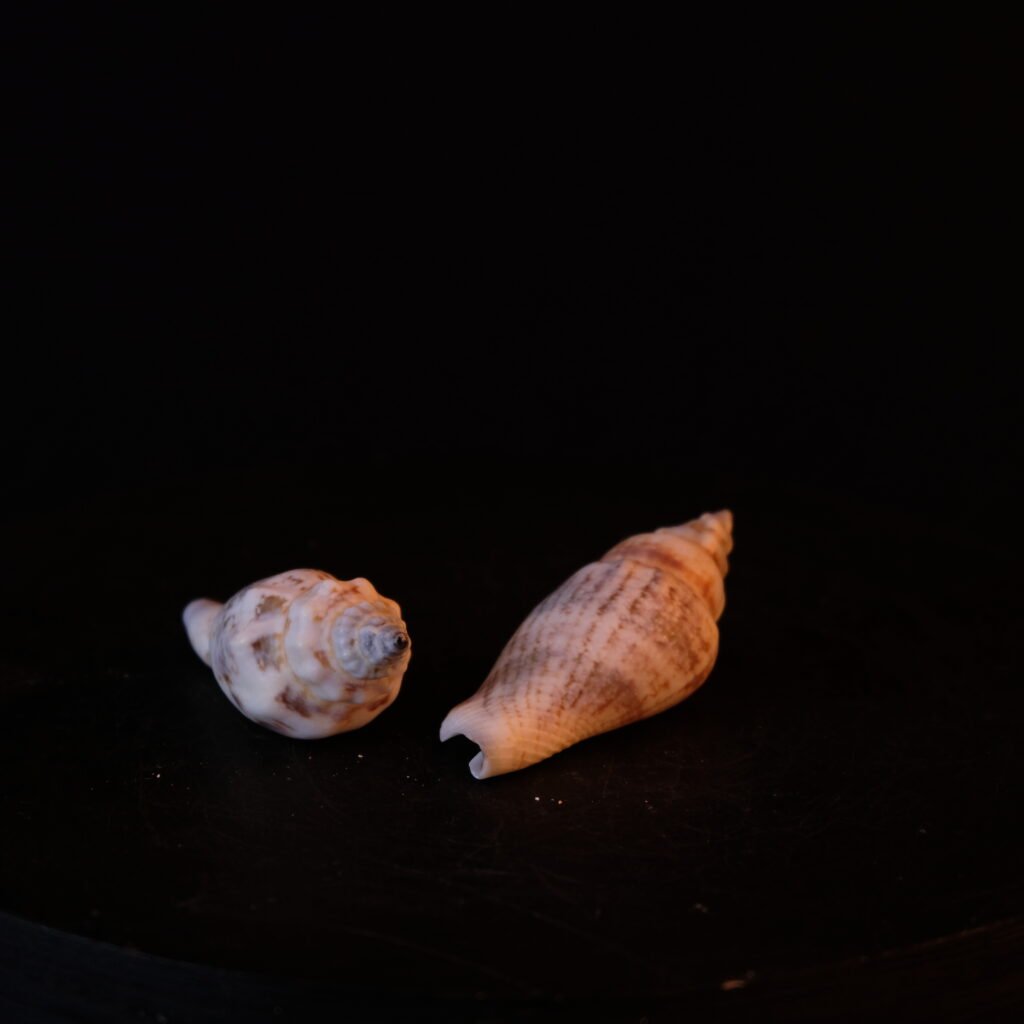 Schneckengehäuse