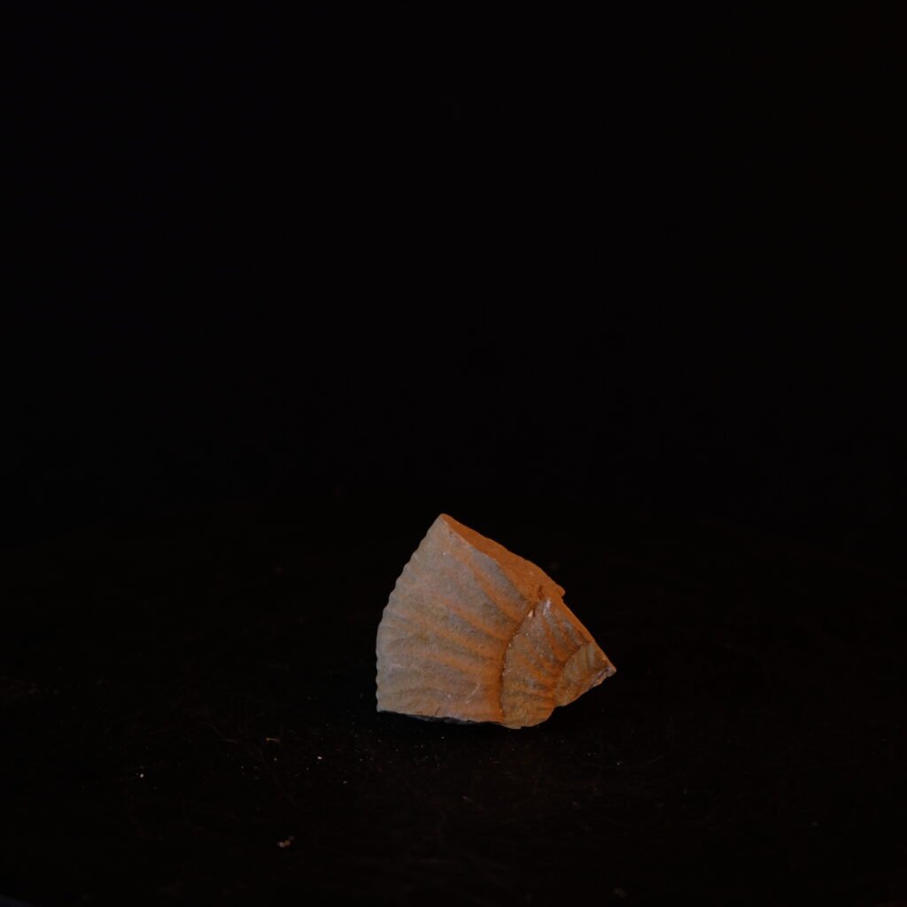 Ammonitenfragment