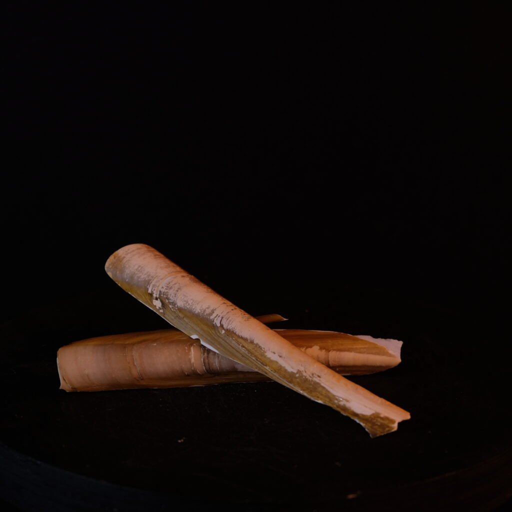 Schwertmuschel