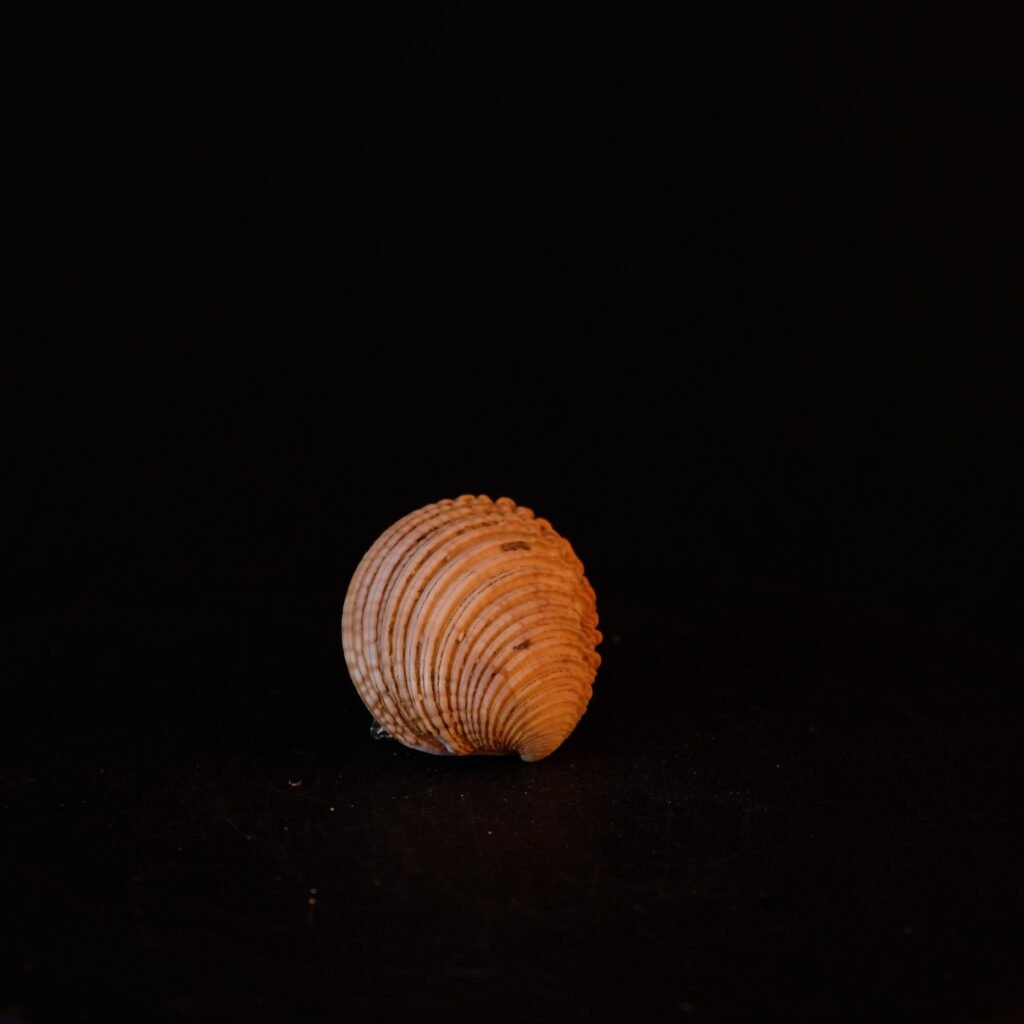 Muschel