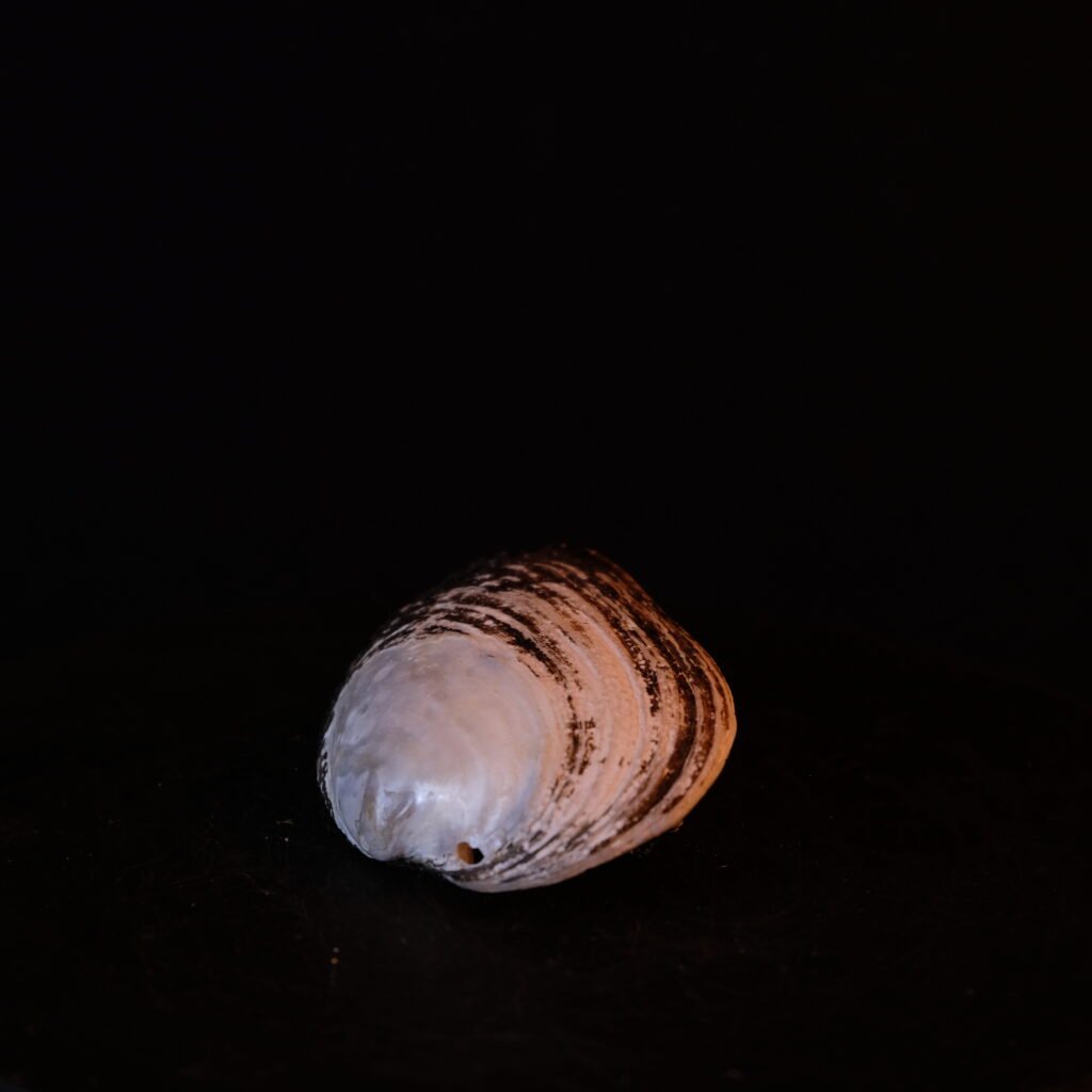 Muschel