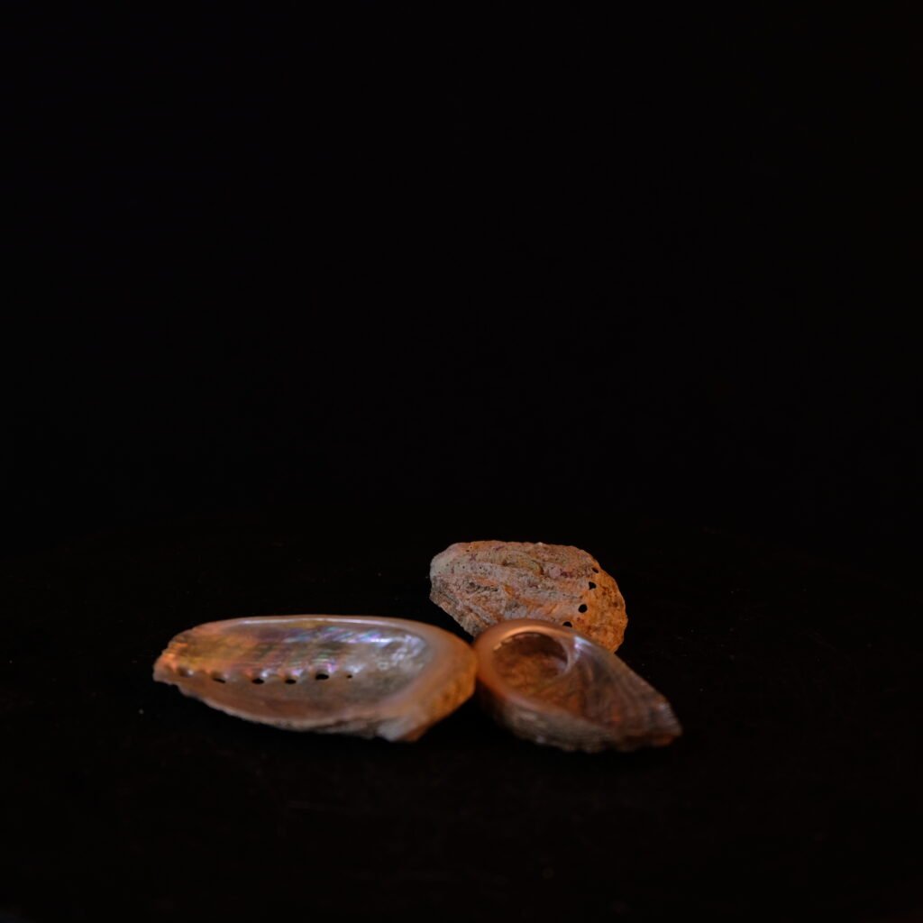 Muscheln