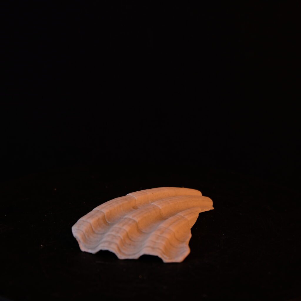 Muschelfragment