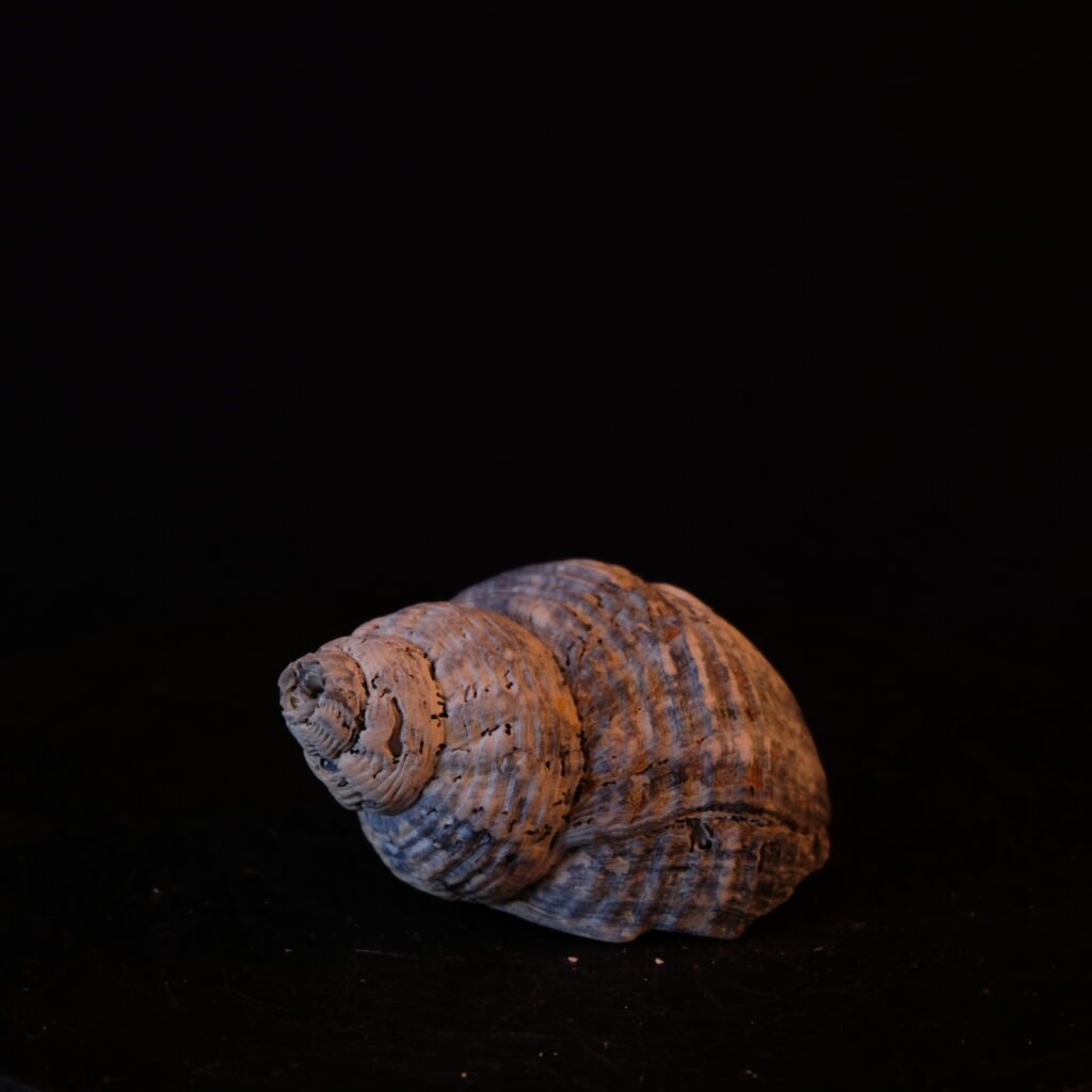 Schneckengehäuse