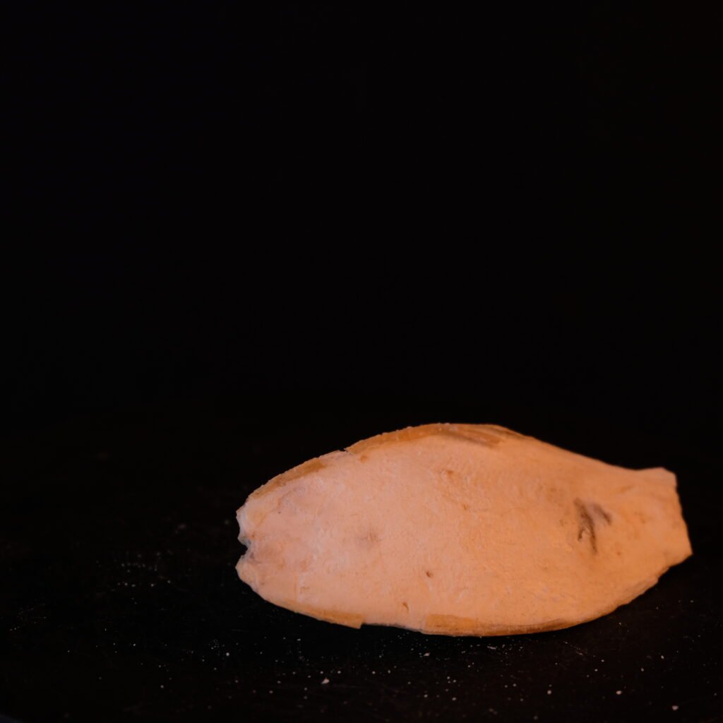 Tintenfisch-Schulp