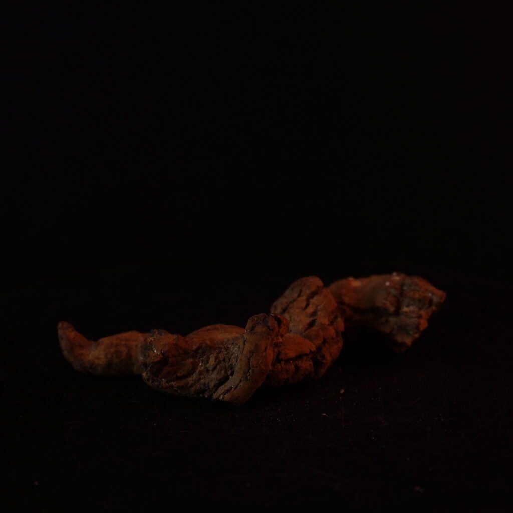 Koprolith