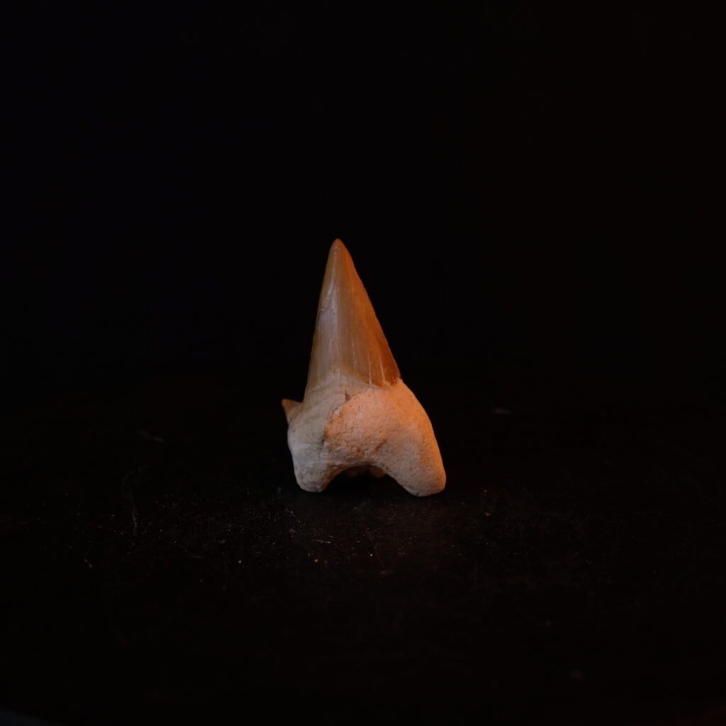 fossiler Haizahn