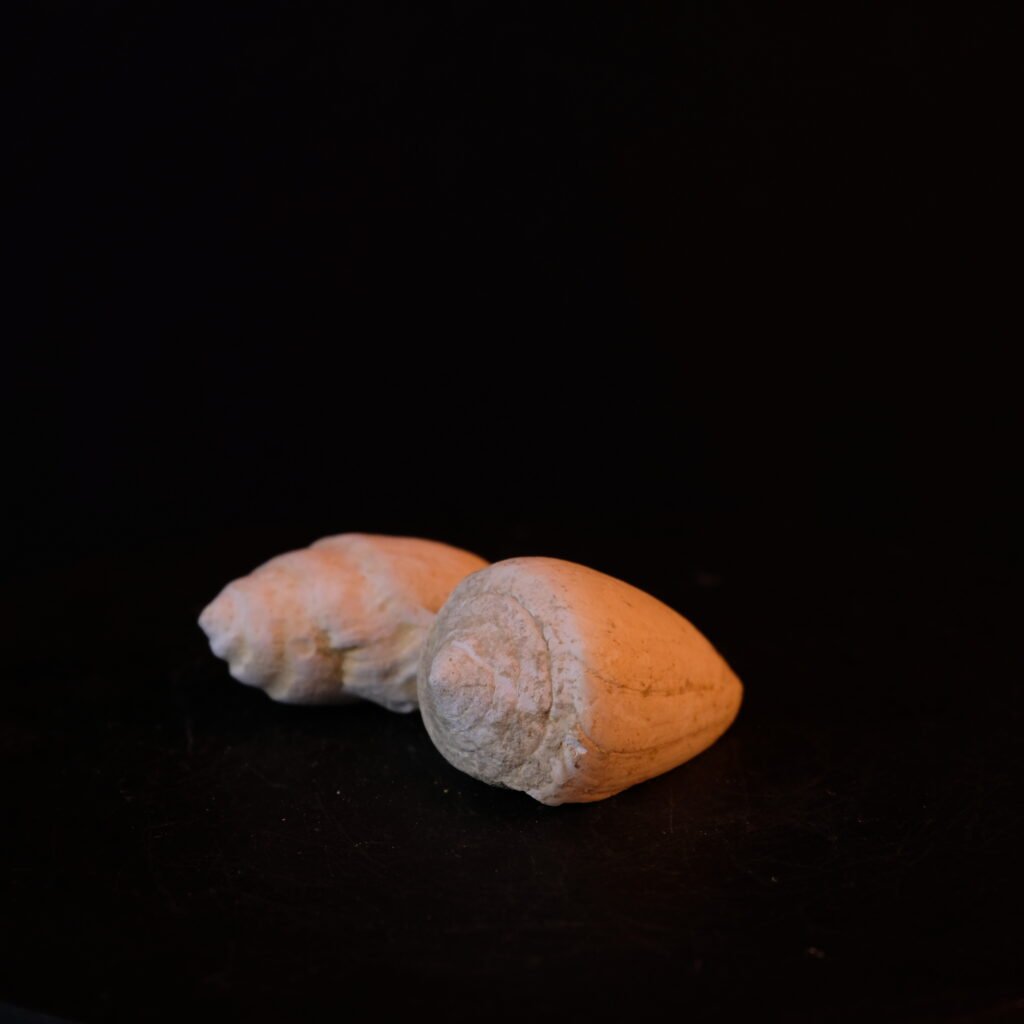 Schnecken, Ganzkörpererhaltung