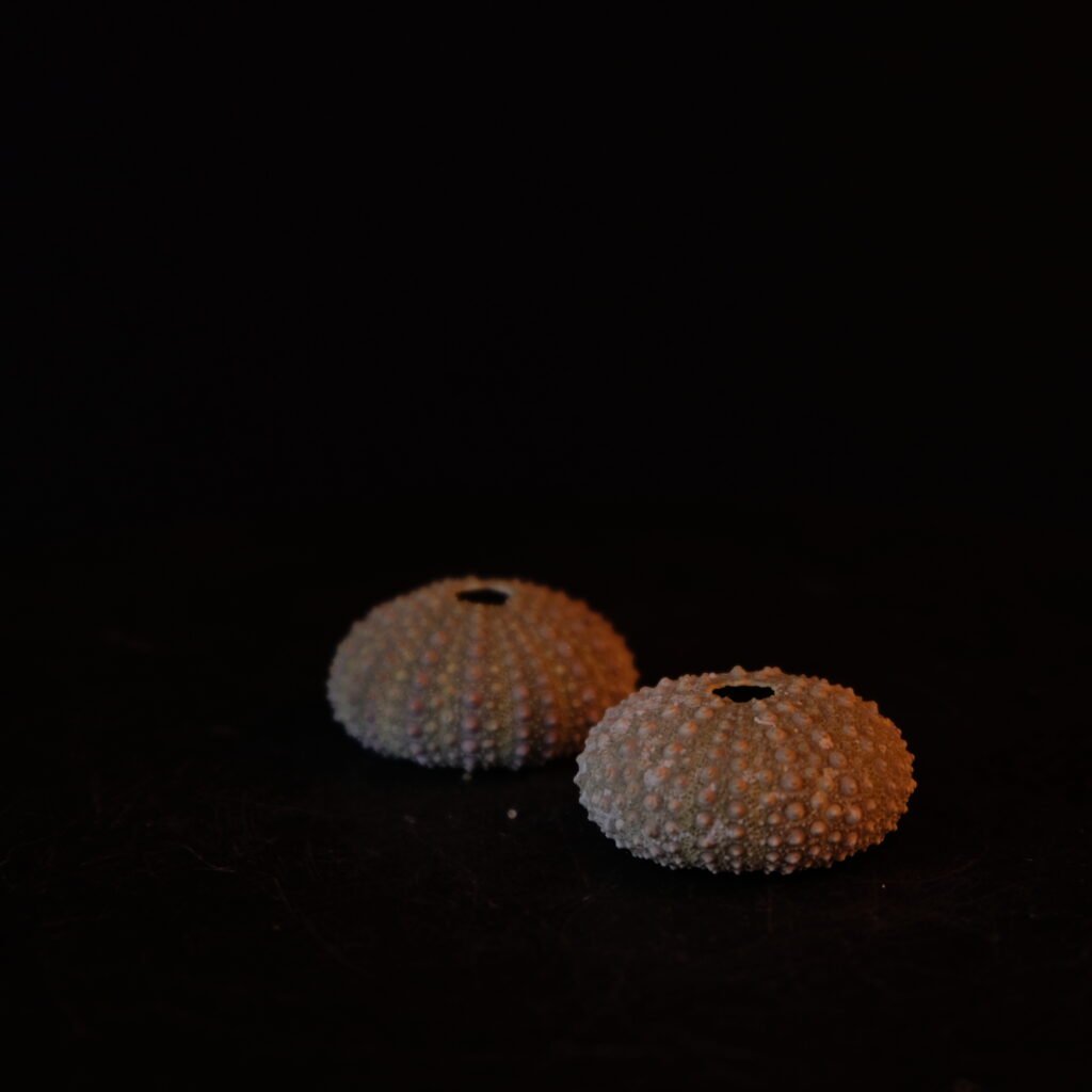 Seeigel-Gehäuse