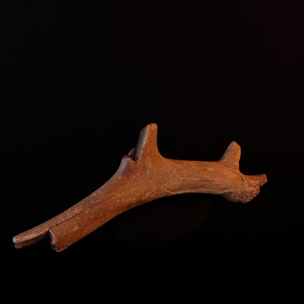 mineralisierte Geweihstange