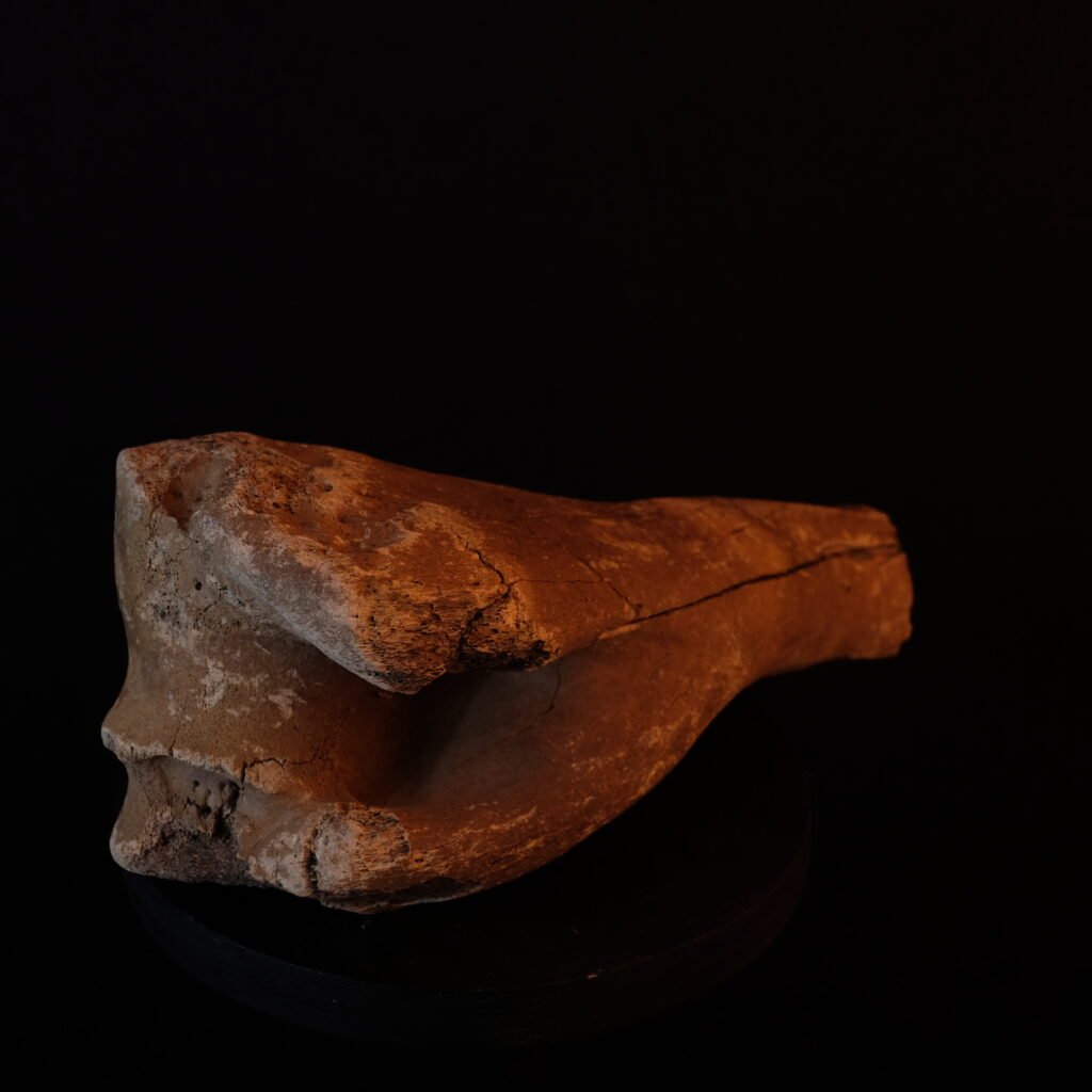 mineralisiertes Knochenfragment, evtl. Wollnashorn