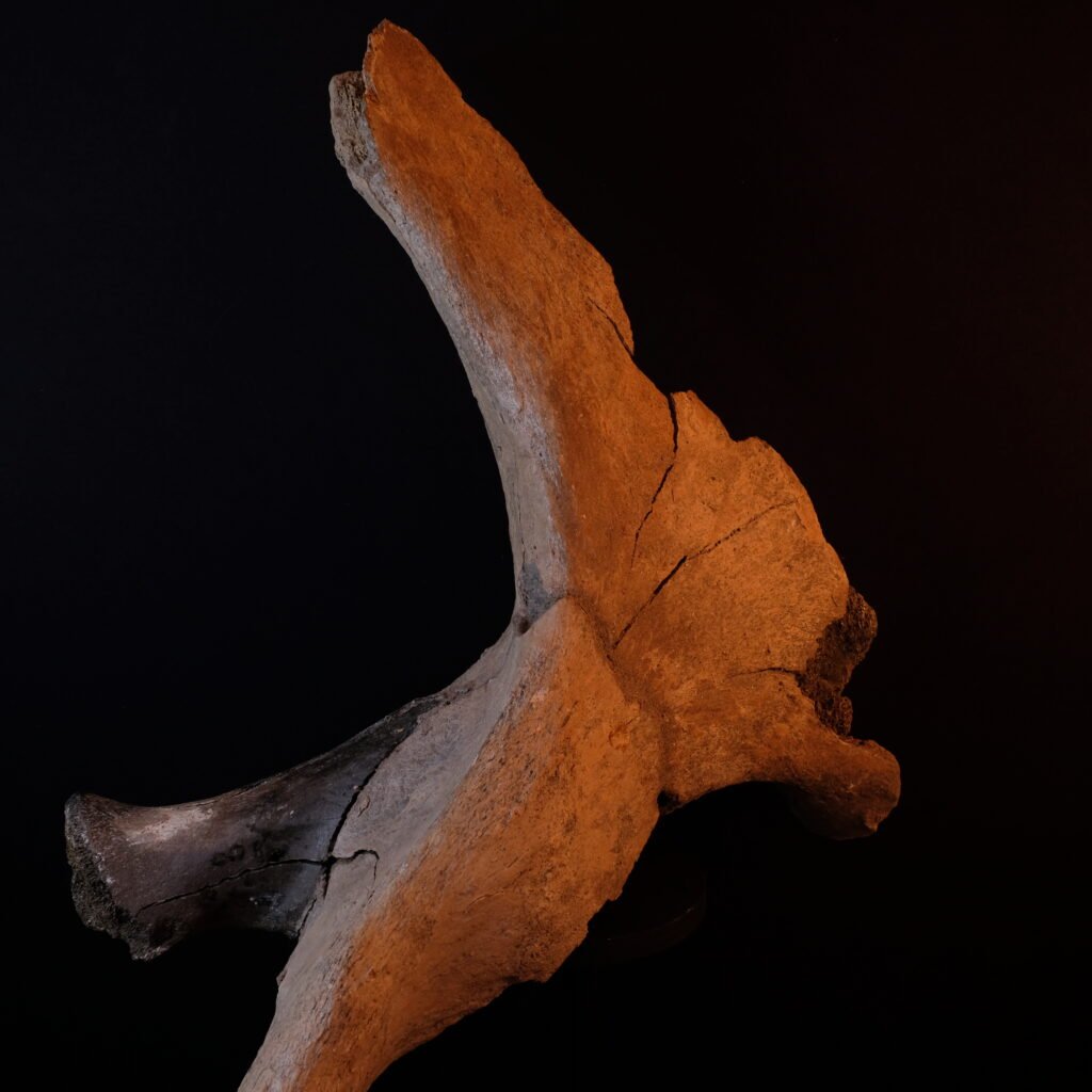 mineralisiertes Schulterblatt Mammut