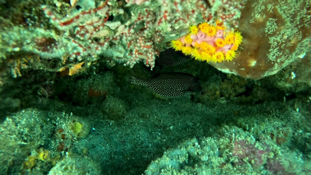 Spotted Boxfish (w)