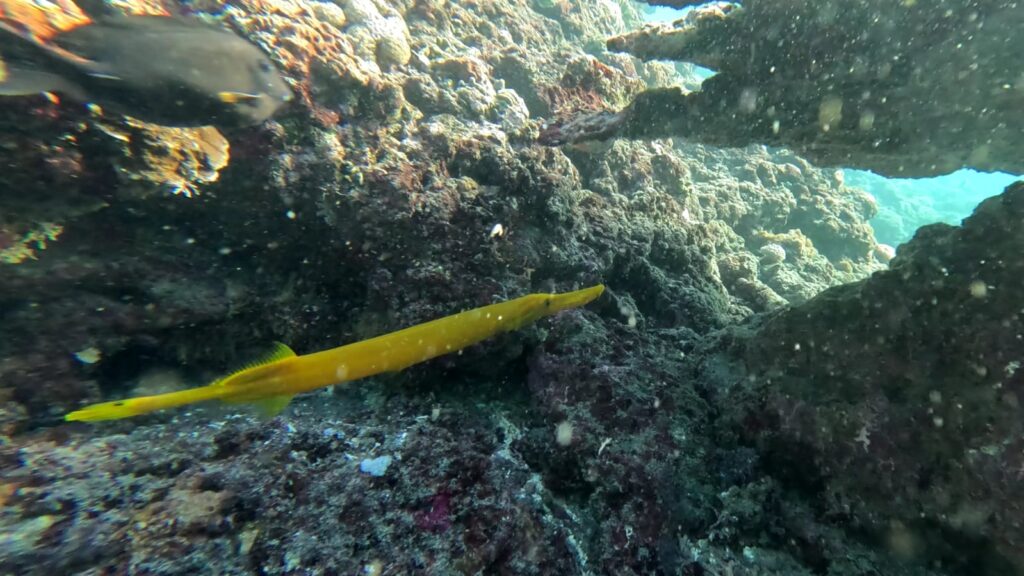 Chinese Trumpetfish