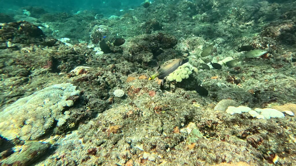 Chinese Trumpetfish