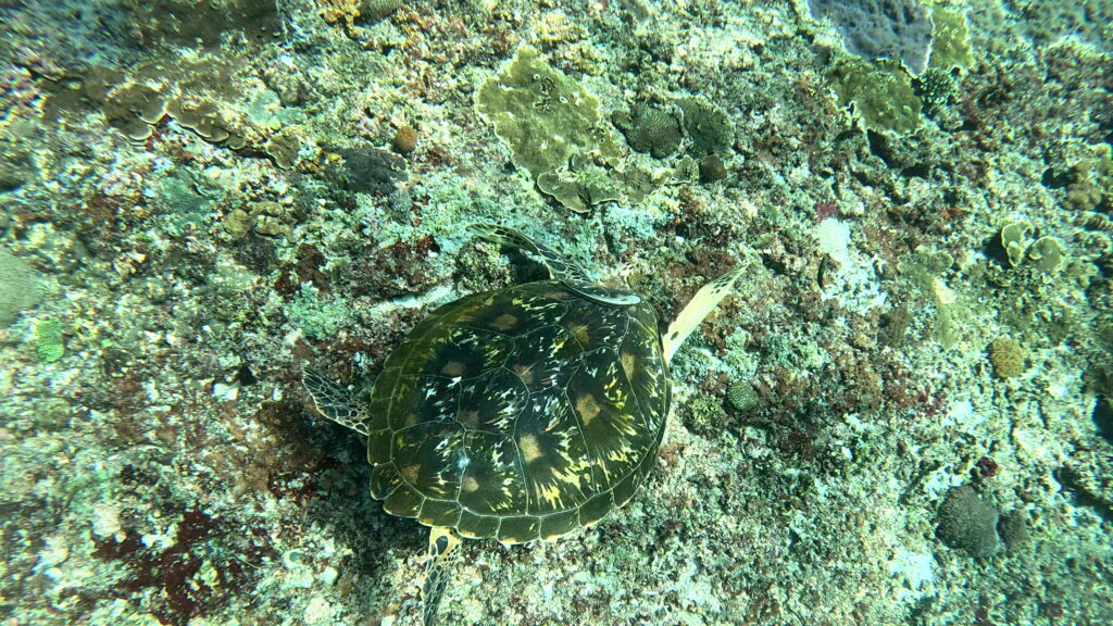 Remora auf Schildi