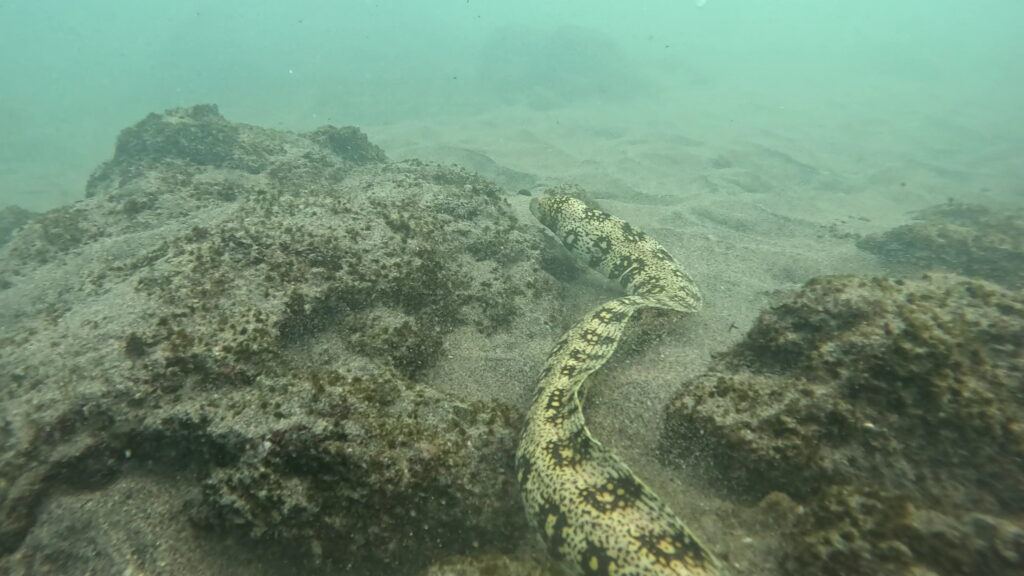 Snowflake-Moray