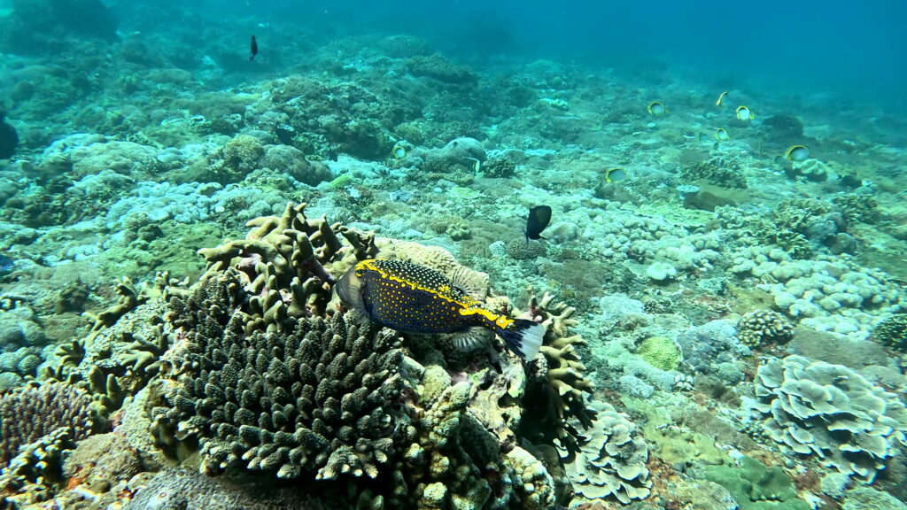 Spotted Boxfish (m)