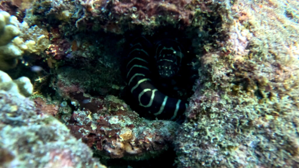 Zebra-Moray