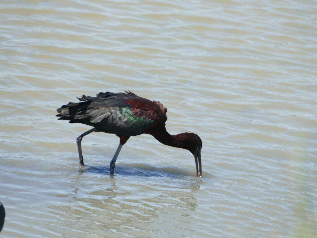 Ibis