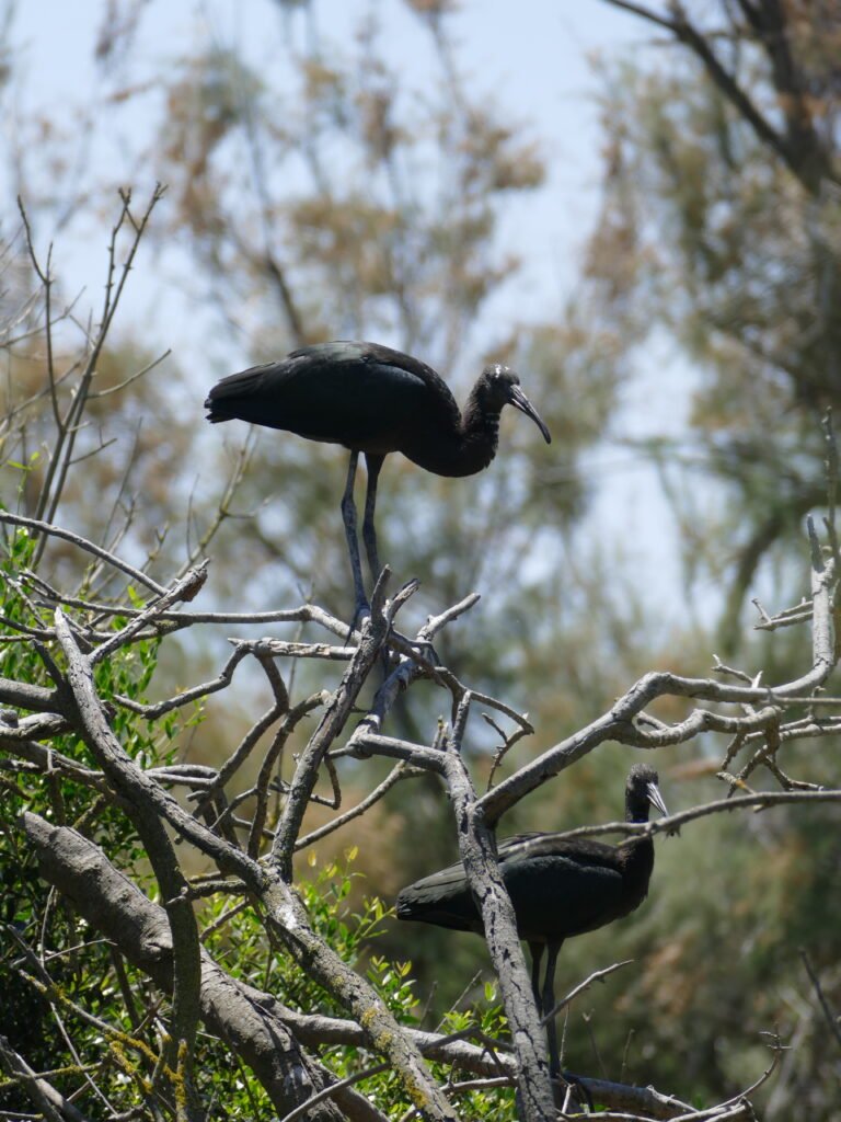 Ibis (2)