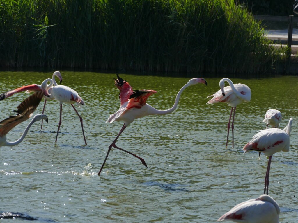Rosaflamingo
