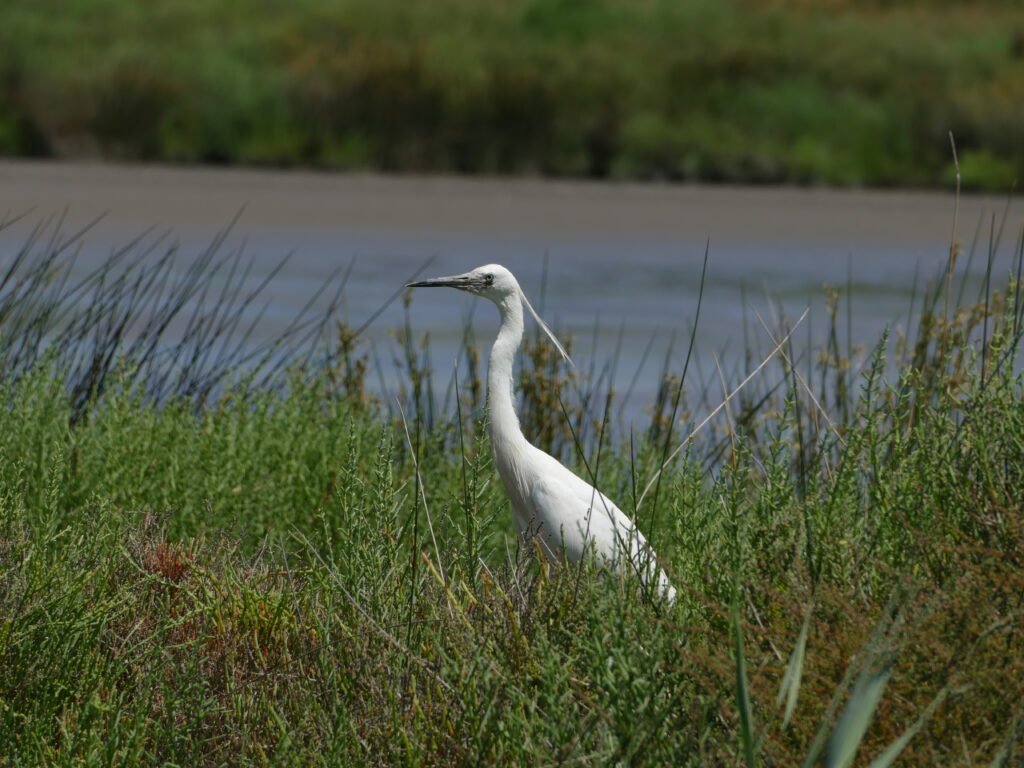 Seidenreiher